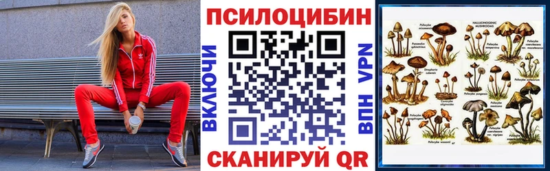 где можно купить   Реутов  Псилоцибиновые грибы Psilocybine cubensis 